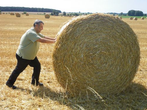 Vasara,  Darbas,  Šiaudai,  Derlius