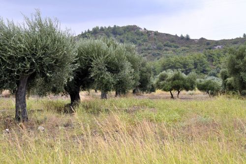 Vasara, Rhodes, Alyvmedžiai, Kalnai, Miškas, Laukas