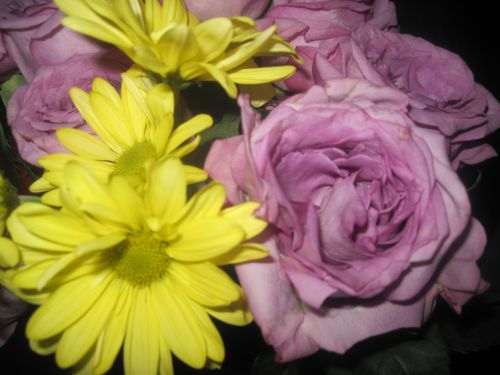 Daisy,  Rožė,  Žiedas,  Gėlių,  Vasaros Gėlių 9