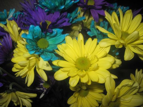 Fonas,  Daisy,  Žiedai,  Vasaros Gėlės