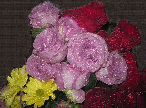 Fonas,  Rožė,  Daisy,  Gėlės,  Vasaros Gėlės 2A
