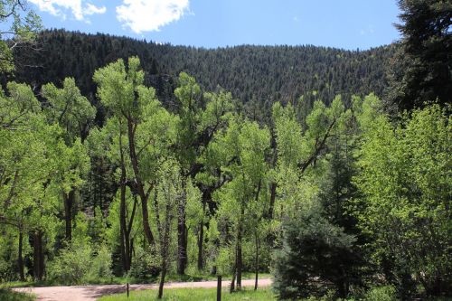 Vasaros Laikas, Žalias, Gamta, Vaizdingas, Aspenos Medžiai, Colorado