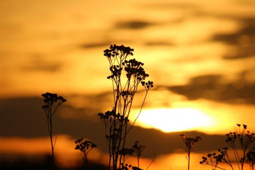 Saulė, Saulėlydis, Vakarinis Dangus, Tansy, Abendstimmung, Dangus, Besileidžianti Saulė