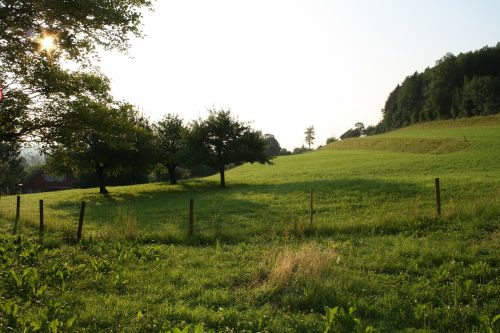 Saulė, Rytas, Ganykla