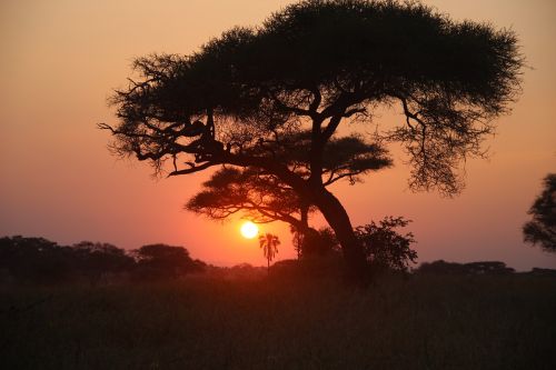 Saulė, Laukiniai, Fauna, Afrika