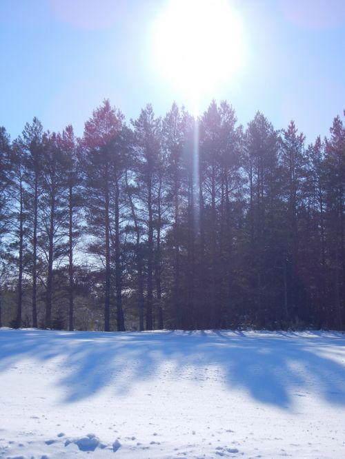 Žiema,  Medžiai,  Kraštovaizdis,  Šaltas,  Kanada,  Šešėlis,  Saulės Šviesa,  Saulė Ir Šešėlis Sniegas Ir Medžiai
