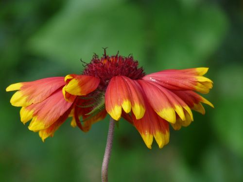 Saulės Aliejus, Helenium, Kompozitai, Asteraceae, Gėlė, Žiedas, Žydėti, Gėlių Sodas, Flora, Vasaros Gėlė, Geltona, Oranžinė, Raudona