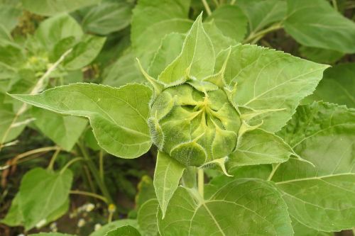 Saulės Gėlė, Budas, Žalias, Vasara, Helianthus