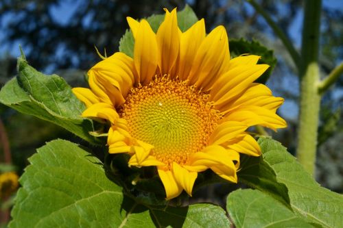 Saulės Gėlė, Rasos Rasos, Helianthus Annuus, Geltona Gėlė, Gėlė, Geltona, Asteraceae, Sodas