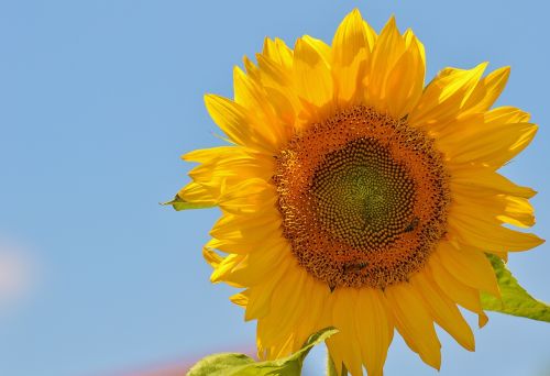 Saulės Gėlė, Bitės, Vasara, Sodas, Žiedas, Žydėti, Geltona, Vabzdys, Helianthus, Gamta, Apdulkinimas, Uždaryti, Žiedadulkės, Makro, Saulėtas, Saulė, Augalas, Helianthus Annuus, Gėlė, Sėklos