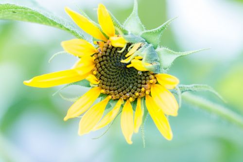 Saulės Gėlė, Helianthus Annuus, Žiedas, Žydėti