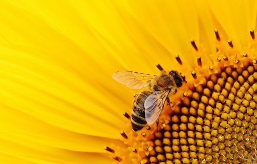 Saulės Gėlė, Bitės, Vasara, Sodas, Žiedas, Žydėti, Geltona, Vabzdys, Helianthus, Gamta, Apdulkinimas, Uždaryti, Žiedadulkės, Makro, Saulėtas, Saulė, Augalas, Helianthus Annuus, Gėlė, Sėklos