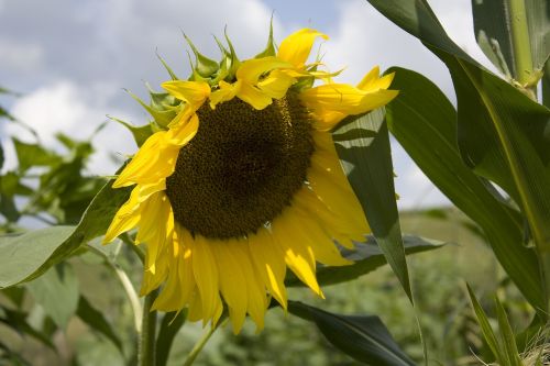 Saulės Gėlė, Augalas, Saulė, Vasara, Gamta, Flora, Šviesa, Sodininkystė