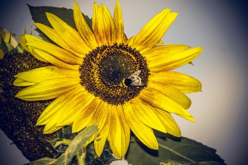 Saulės Gėlė, Žiedas, Žydėti, Uždaryti, Geltona, Helianthus, Asteraceae, Kompozitai, Helianthus Annuus, Vasara, Ruduo, Nuotaika, Didelis, Makro, Dangus, Mėlynas, Bitės, Gėlė, Žydėti, Spalvinga, Vabzdys, Oranžinė, Augalas, Sėklos, Saulė, Linksmas, Sėkmė, Galingas, Kraštovaizdis, Saulėtas, Džiaugsmas