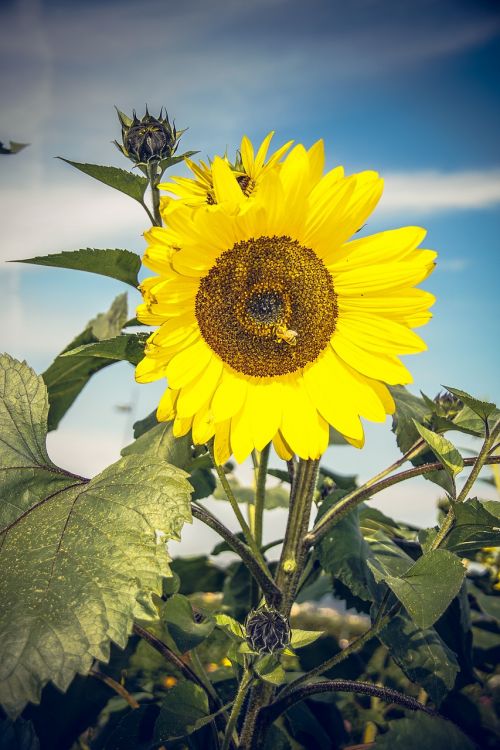 Saulės Gėlė, Žiedas, Žydėti, Uždaryti, Geltona, Helianthus, Asteraceae, Kompozitai, Helianthus Annuus, Vasara, Ruduo, Nuotaika, Didelis, Makro, Dangus, Mėlynas, Bitės, Gėlė, Žydėti, Spalvinga, Vabzdys, Oranžinė, Augalas, Sėklos, Saulė, Linksmas, Sėkmė, Galingas, Kraštovaizdis, Saulėtas, Džiaugsmas