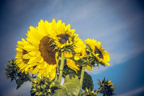 Saulės Gėlė, Žiedas, Žydėti, Uždaryti, Geltona, Helianthus, Asteraceae, Kompozitai, Helianthus Annuus, Vasara, Ruduo, Nuotaika, Didelis, Makro, Dangus, Mėlynas, Bitės, Gėlė, Žydėti, Spalvinga, Vabzdys, Oranžinė, Augalas, Sėklos, Saulė, Linksmas, Sėkmė, Galingas, Kraštovaizdis, Saulėtas, Džiaugsmas