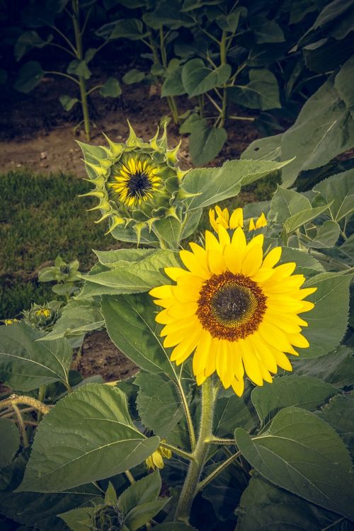 Saulės Gėlė, Žiedas, Žydėti, Uždaryti, Geltona, Helianthus, Asteraceae, Kompozitai, Helianthus Annuus, Vasara, Ruduo, Nuotaika, Didelis, Makro, Dangus, Mėlynas, Bitės, Gėlė, Žydėti, Spalvinga, Vabzdys, Oranžinė, Augalas, Sėklos, Saulė, Linksmas, Sėkmė, Galingas, Kraštovaizdis, Saulėtas, Džiaugsmas