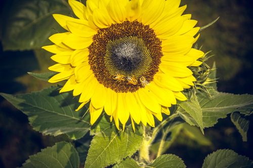 Saulės Gėlė, Žiedas, Žydėti, Uždaryti, Geltona, Helianthus, Asteraceae, Kompozitai, Helianthus Annuus, Vasara, Ruduo, Nuotaika, Didelis, Makro, Dangus, Mėlynas, Bitės, Gėlė, Žydėti, Spalvinga, Vabzdys, Oranžinė, Augalas, Sėklos, Saulė, Linksmas, Sėkmė, Galingas, Kraštovaizdis, Saulėtas, Džiaugsmas