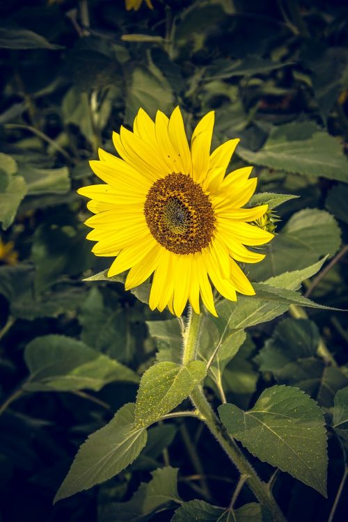 Saulės Gėlė, Žiedas, Žydėti, Uždaryti, Geltona, Helianthus, Asteraceae, Kompozitai, Helianthus Annuus, Vasara, Ruduo, Nuotaika, Didelis, Makro, Dangus, Mėlynas, Bitės, Gėlė, Žydėti, Spalvinga, Vabzdys, Oranžinė, Augalas, Sėklos, Saulė, Linksmas, Sėkmė, Galingas, Kraštovaizdis, Saulėtas, Džiaugsmas