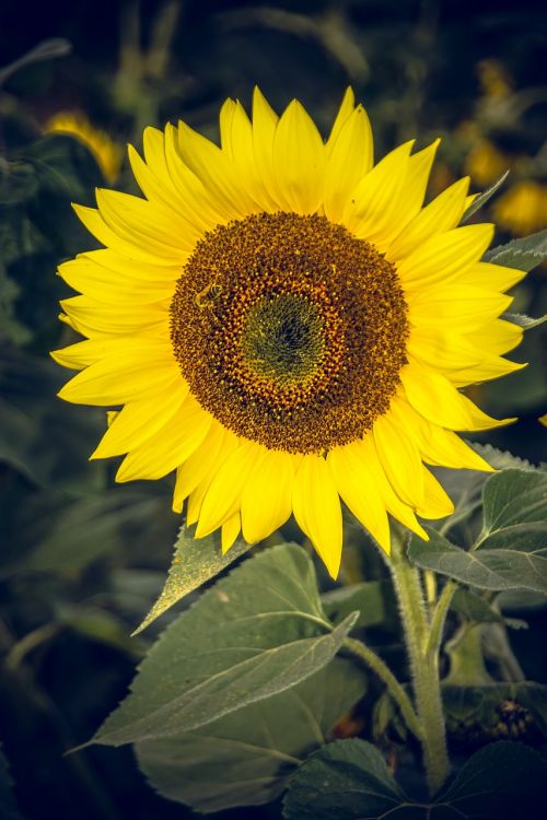 Saulės Gėlė, Žiedas, Žydėti, Uždaryti, Geltona, Helianthus, Asteraceae, Kompozitai, Helianthus Annuus, Vasara, Ruduo, Nuotaika, Didelis, Makro, Dangus, Mėlynas, Bitės, Gėlė, Žydėti, Spalvinga, Vabzdys, Oranžinė, Augalas, Sėklos, Saulė, Linksmas, Sėkmė, Galingas, Kraštovaizdis, Saulėtas, Džiaugsmas