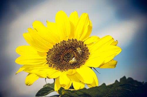 Saulės Gėlė, Žiedas, Žydėti, Uždaryti, Geltona, Helianthus, Asteraceae, Kompozitai, Helianthus Annuus, Vasara, Ruduo, Nuotaika, Didelis, Makro, Dangus, Mėlynas, Bitės, Gėlė, Žydėti, Spalvinga, Vabzdys, Oranžinė, Augalas, Sėklos, Saulė, Linksmas, Sėkmė, Galingas, Kraštovaizdis, Saulėtas, Džiaugsmas