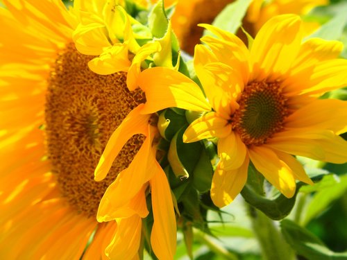 Sun Flower,  Iš Arti,  Šviesus,  Gražus,  Gėlės,  Augalai,  Žiedlapiai