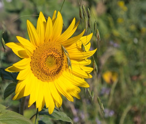 Saulėgrąžų,  Gėlė,  Augalų,  Pobūdį,  Floros,  Žiedas,  Žydi,  Geltona,  Avižos,  Vasara