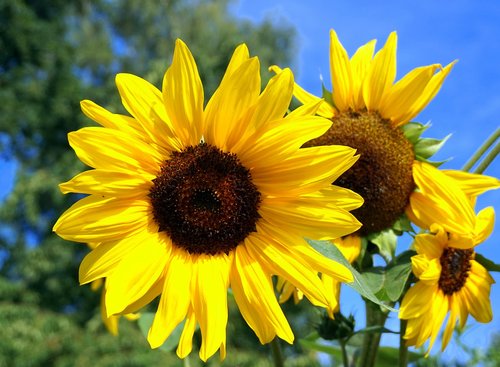 Sun Flower,  Geltona,  Žiedas,  Žydi,  Gėlė,  Gamta