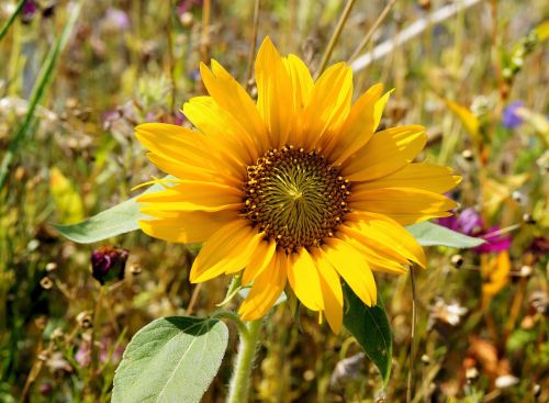 Saulės Gėlė, Žiedas, Žydėti, Uždaryti, Šviesus, Spalvinga, Helianthus Annuus, Žiedynas