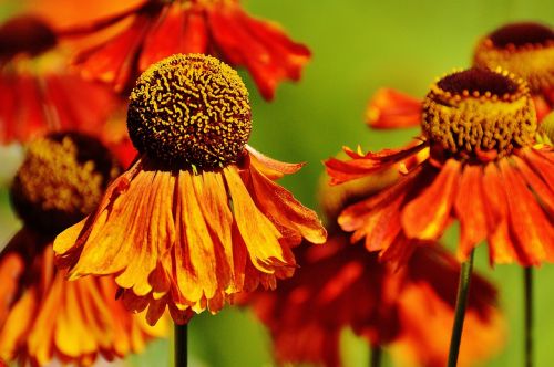 Saulės Skrybėlė, Echinacea Purpurea, Vasara, Raudona, Oranžinė, Augalas, Gėlė