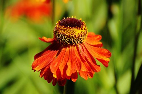 Saulės Skrybėlė, Echinacea Purpurea, Vasara, Raudona, Oranžinė, Augalas, Gėlė