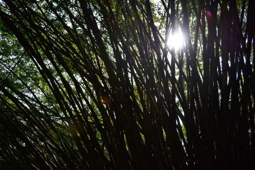 Saulės Šviesa, Bambukas, Bambuko Medžiai, Medžiai, Gamta, Sodas, Botanikos, Šri Lanka, Ceilonas, Mawanella, Peradeniya