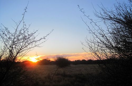 Krūmas,  Veld,  Afrika,  Saulėlydis,  Saulė Horizonte