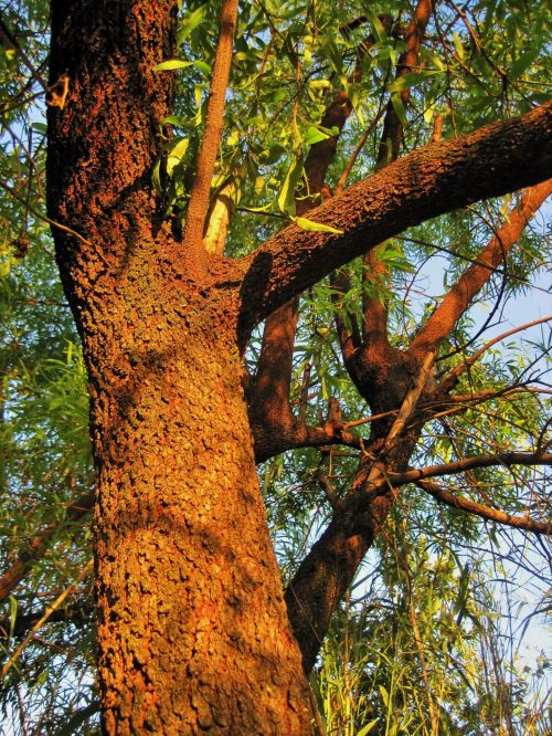 Medis,  Bagažinė,  Žievė,  Tekstūruotos,  Saulės Šviesa,  Saulė Ant Medžio Kamieno