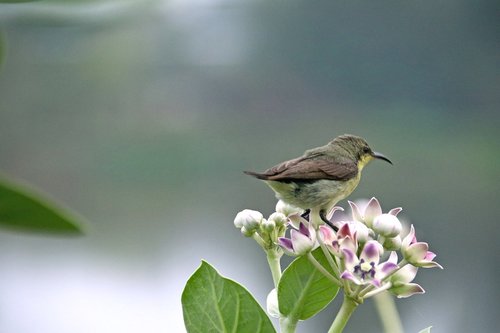 Sunbird,  Gyvūnijos,  Indija,  Pobūdį,  Mažas,  Bharat,  Banswara