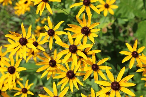 Saulėgrąžos, Wildflower, Geltona, Gėlė, Gamta, Augalas, Vasara, Žiedas, Žydėti, Flora, Žydi, Natūralus, Daisy