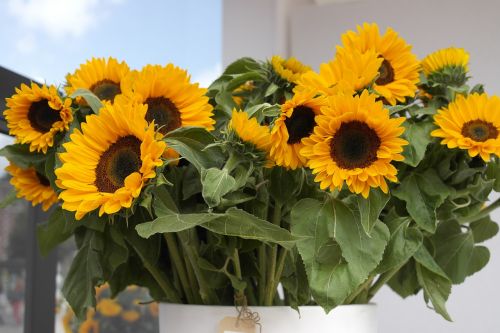 Saulėgrąžos, Geltona Gėlė, Vasaros Gėlės, Van Gogh, Van Gogh Saulėgrąžos, Nyderlandų Gėlės