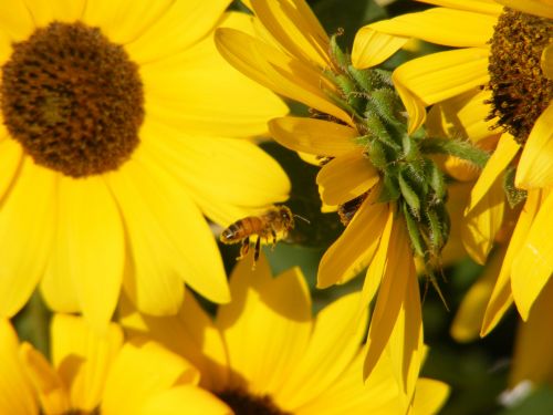 Gamta,  Gėlė,  Gėlės,  Wildflower,  Laukinės Vasaros Spalvos,  Bičių,  Bitės,  Medaus Bitė,  Medus Bitės,  Saulėgrąžų Ir Naminių Bičių