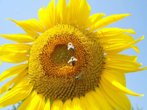 Saulėgrąžų Geltona, Bitės, Apdulkinimas