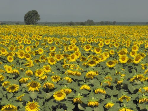 Saulėgrąžos, Vasara, Geltona, Gėlės, Toskana, Italy