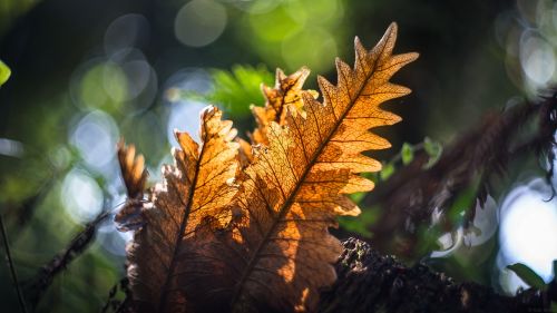 Saulės Šviesa, Lapai, Aplinka, Flora, Šviežias, Lauke, Sezoninis, Gamta