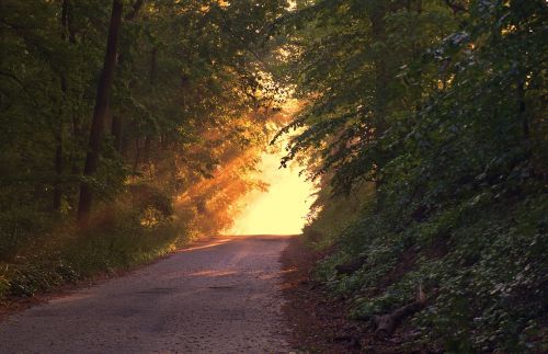 Saulės Šviesa, Miškas, Kelias, Kelias, Vakaras, Saulėlydis, Twilight, Švelni Šviesa, Gamta