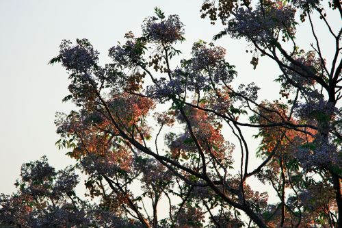 Medis,  Gėlės,  Uogos,  Šviesa,  Saulės Spinduliai Ant Seringojo Medžio