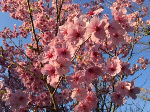 Saulės Šviesos Sakura,  Vyšnia,  Pavasaris,  Pavasario Gėlės,  Pavasaris Japonijoje,  Vyšnių Žiedų,  Raudonoji Šalta Vyšninė,  Rožinis