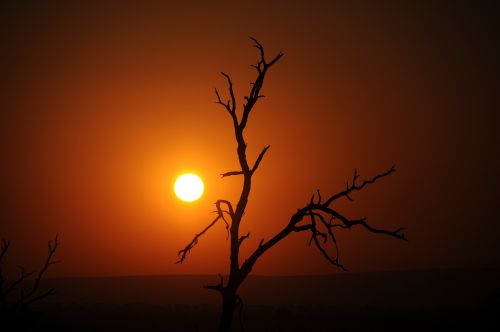 Saulėtekis, Kruger, Siluetas, Kruger Nacionalinis Parkas, Medis, Rezervas, Anksti, Saulė