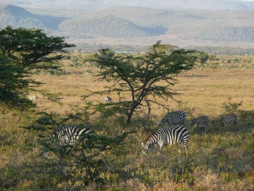 Saulėtekis, Zebra, Kenya, Afrika, Gamta, Laukinė Gamta, Žinduolis, Gyvūnas, Laukiniai, Parkas, Žolė, Nacionalinis, Safari, Turizmas