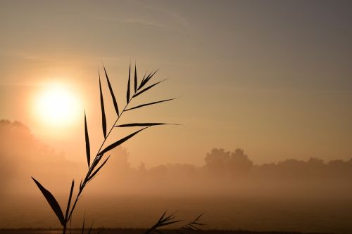 Saulėtekis, Raudona, Morgenrot, Saulė, Nuotaika, Morgenstimmung, Dangus, Romantiškas, Dangus, Žolė, Nendrė, Atgal Šviesa, Rūkas, Ryto Migla, Sillouette, Kraštovaizdis, Saulėlydis, Atmosfera, Gedulas, Atsisveikinimas, Melancholija