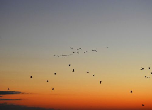 Saulėtekis, Saulėlydis, Šiaurės Jūra, Nyderlandai, Fonas, Abendstimmung, Jūra, Nuotaika, Paukščiai, Jūros Paukščiai, Kepuraitė