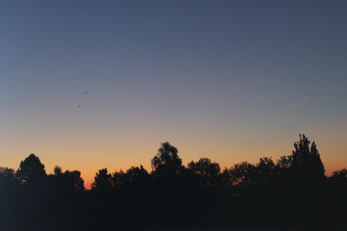Saulėtekis, Horizontas, Morgenrot, Paukščiai, Dangus