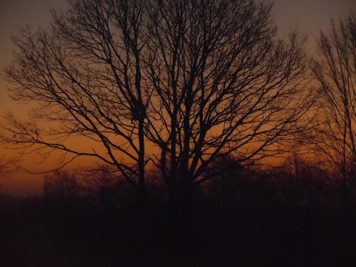 Saulėtekis, Medis, Oranžinė